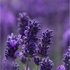 joyce4_29154